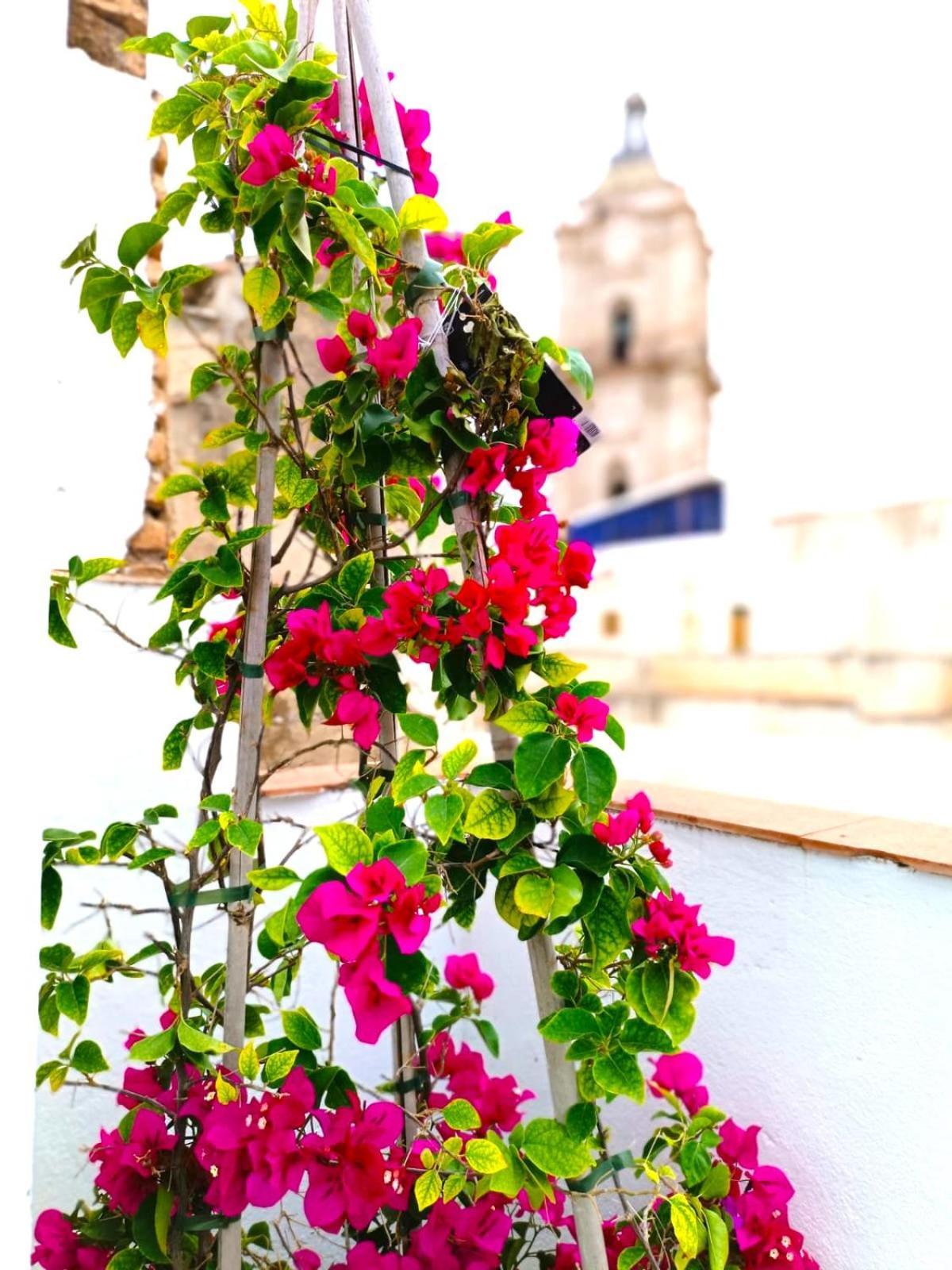 Apartamentos Terrazas De San Juan マラガ エクステリア 写真